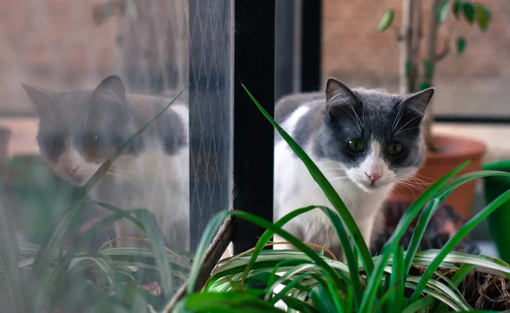 chat marquer territoire 154820 1200 738