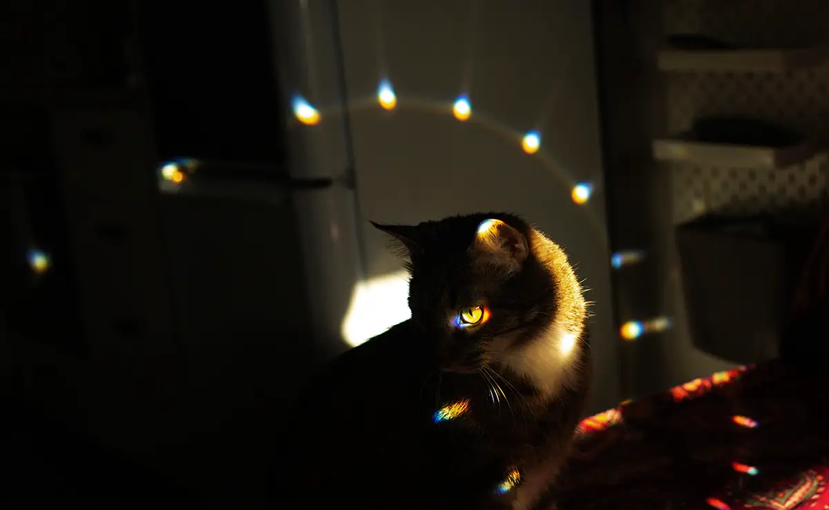 chat peur feu artifice 095133 1200 738