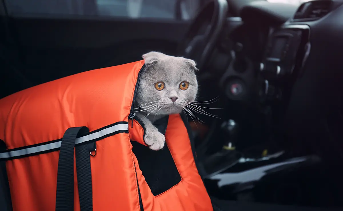 chat stresse voiture 063246 1200 738