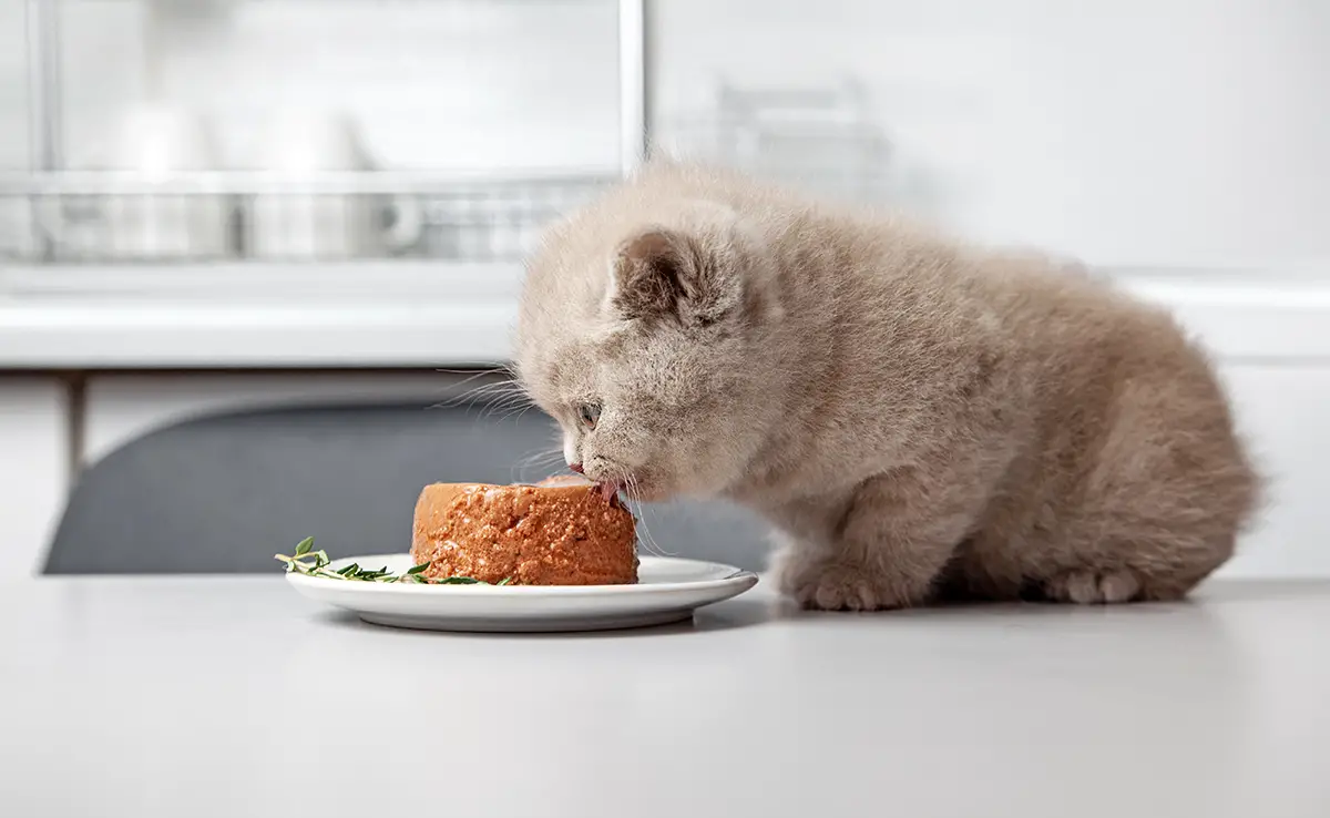 chaton mange 095448 1200 738