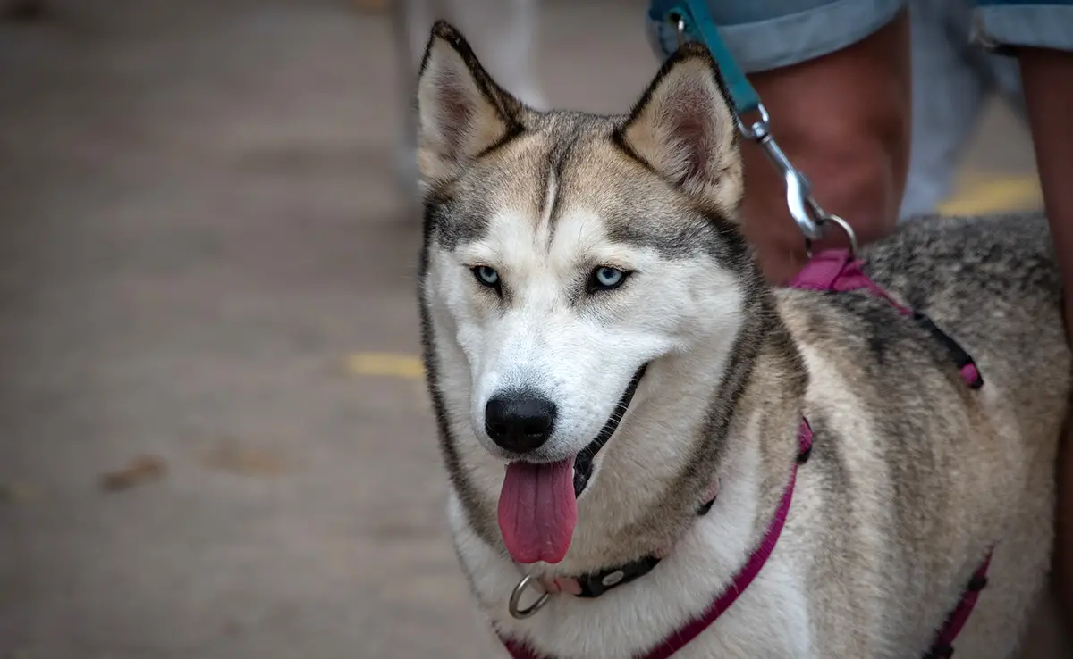 chien difficile eduquer 094320 1200 738