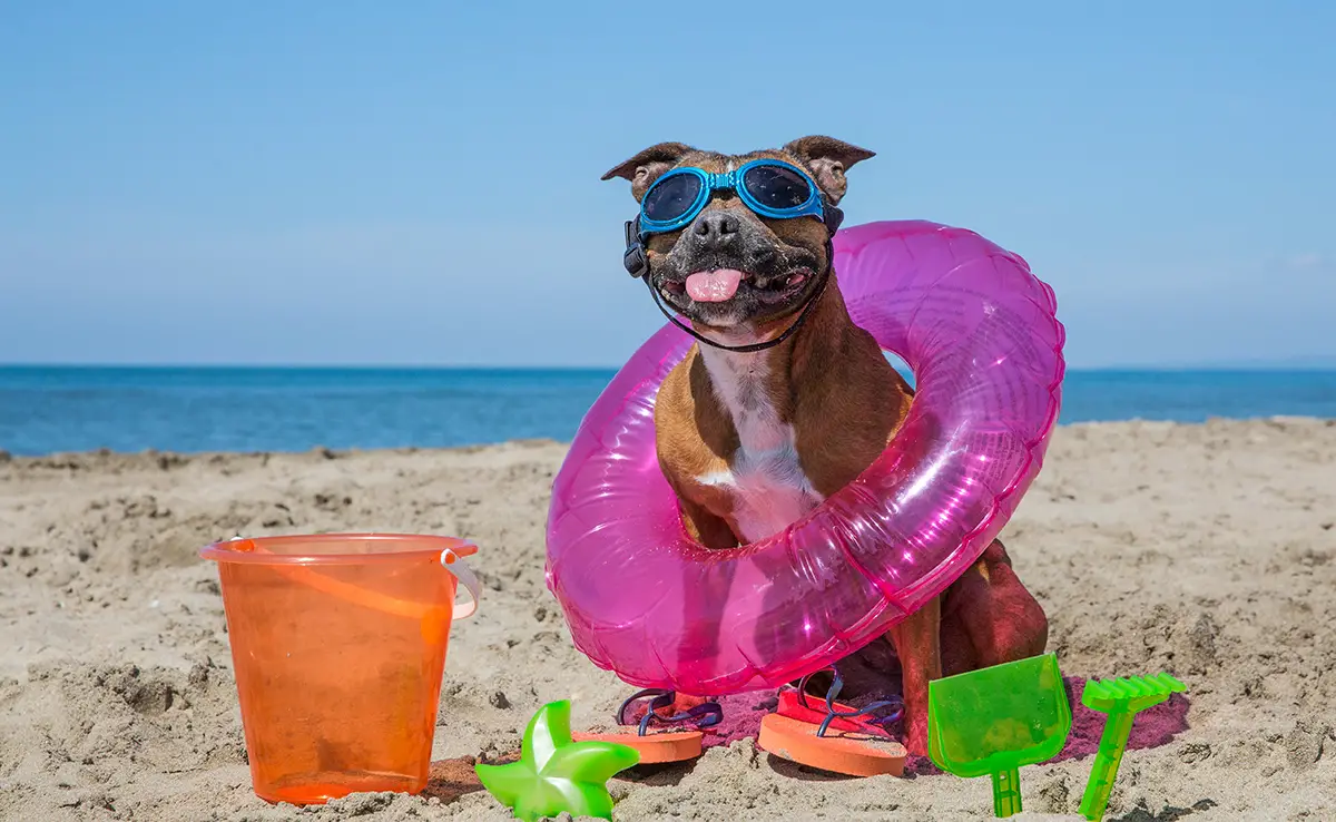 chien vacances 063807 1200 738