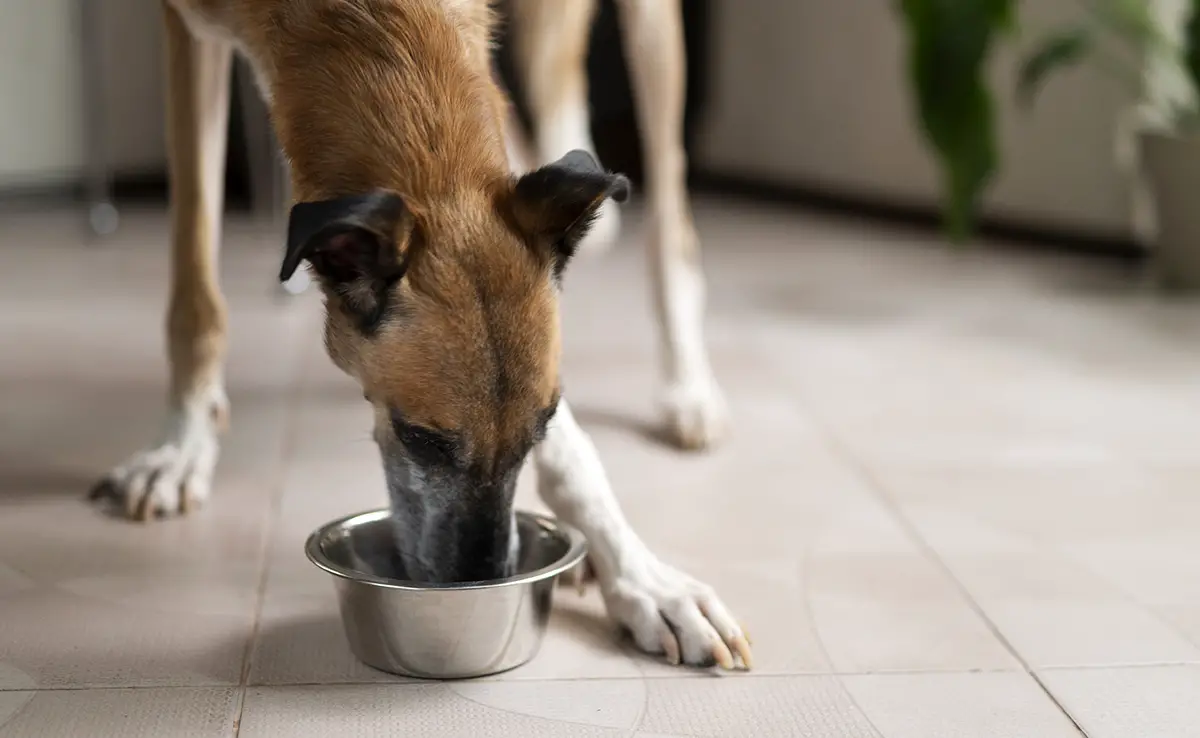 donner moule chien 104208 1200 738