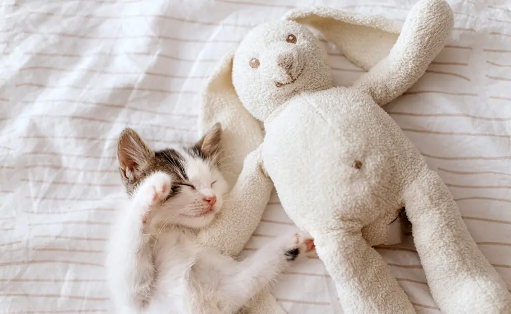 doudou pour chaton 062523 1200 738