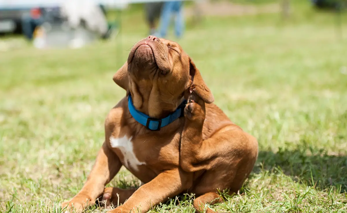 moustiques chien 105007 1200 738