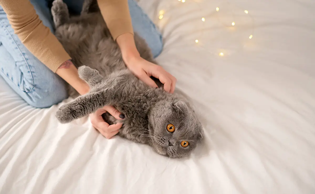 parfum chat 095102 1200 738