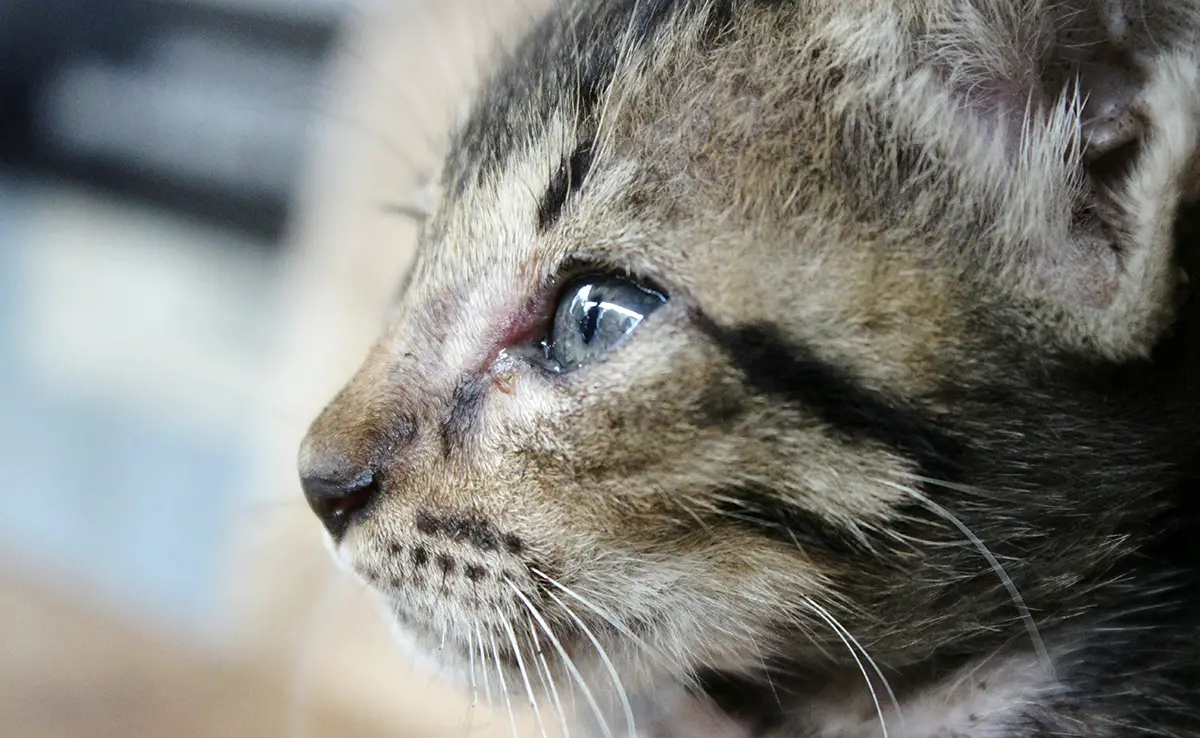 probleme yeux chat 060737 1200 738