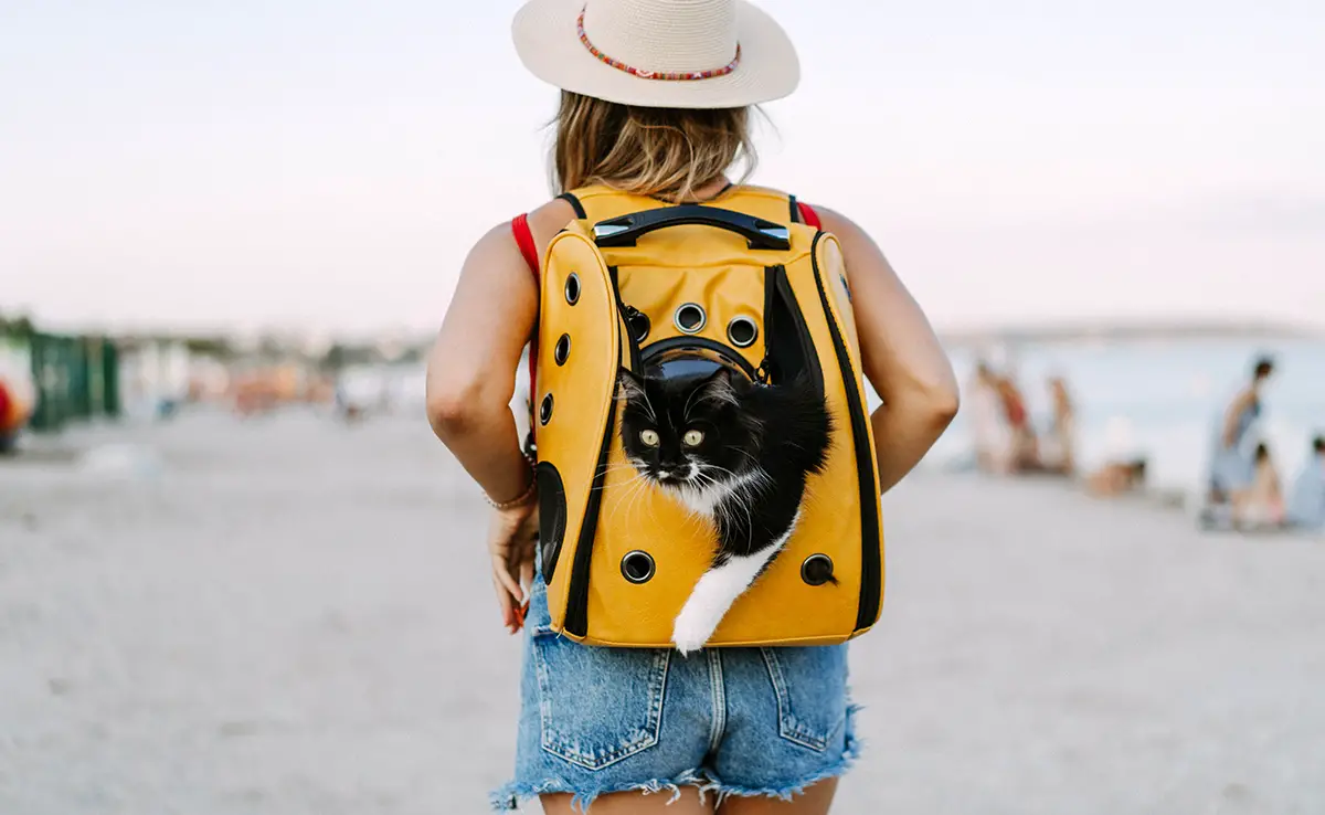 vacances chat 062508 1200 738