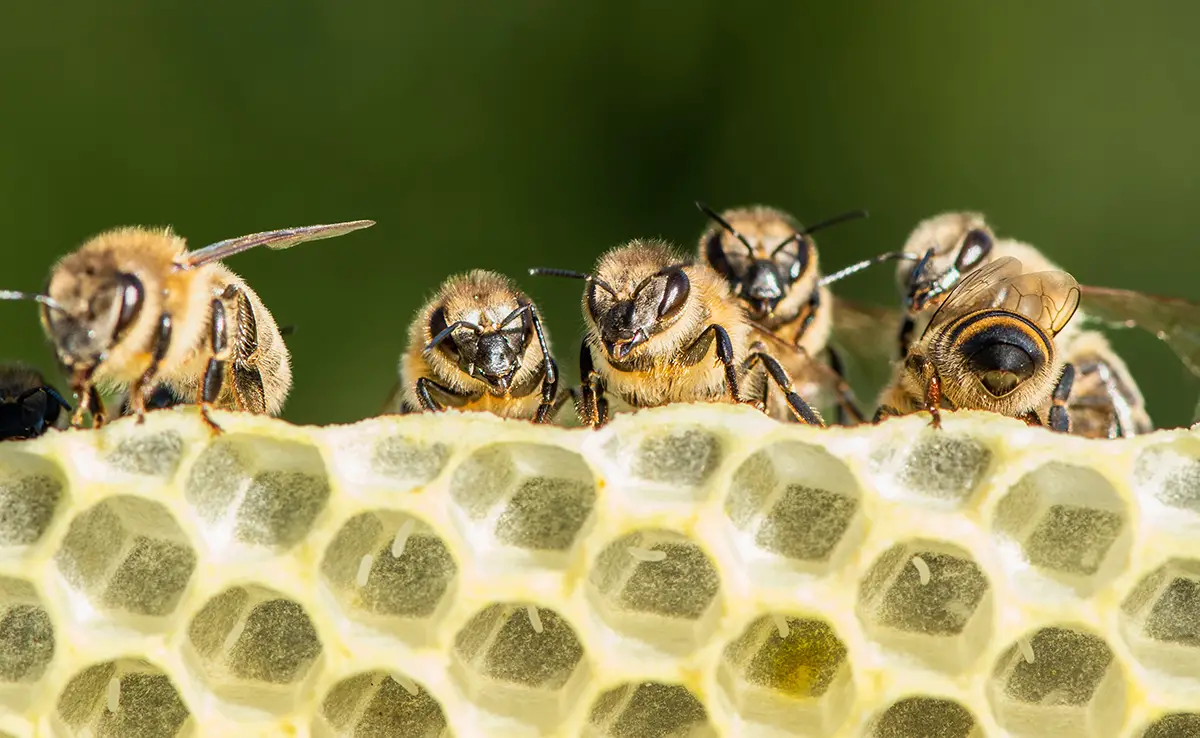 Hoe leren bijen om hun bijenkorf te bouwen?