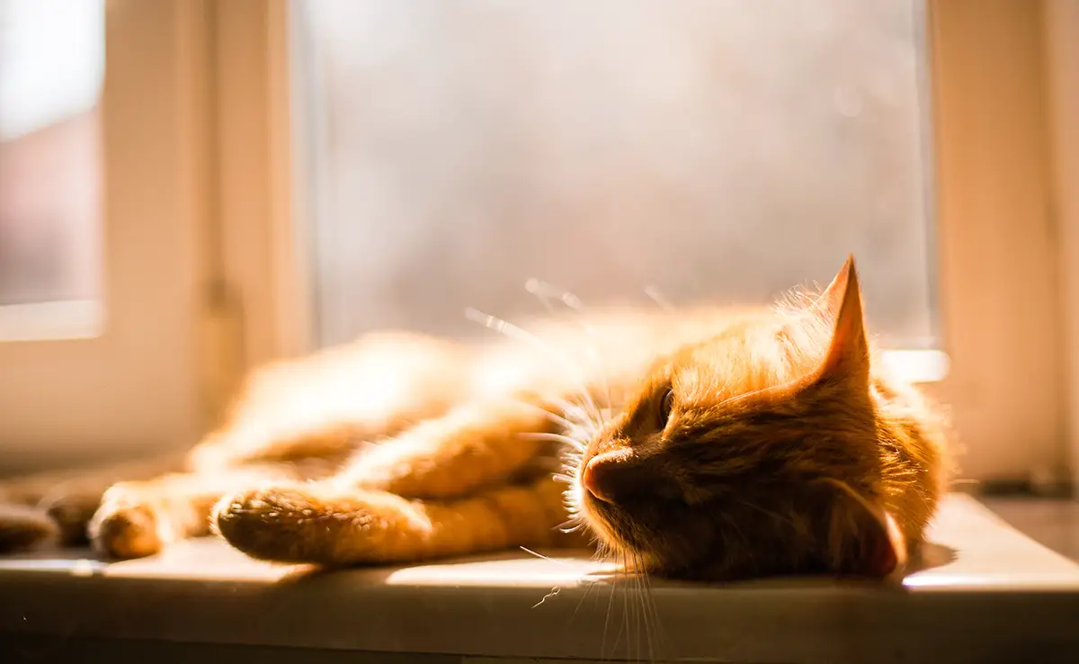 canicule chat 142155 1200 738