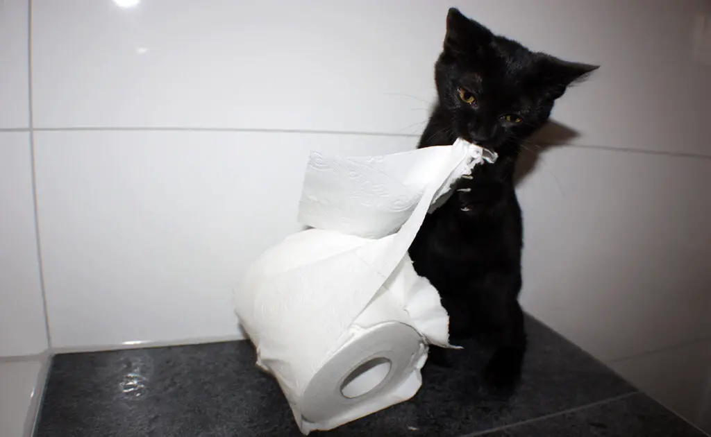chat papier toilette 072925 1200 738