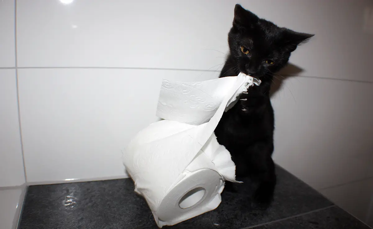 chat papier toilette 072925 1200 738