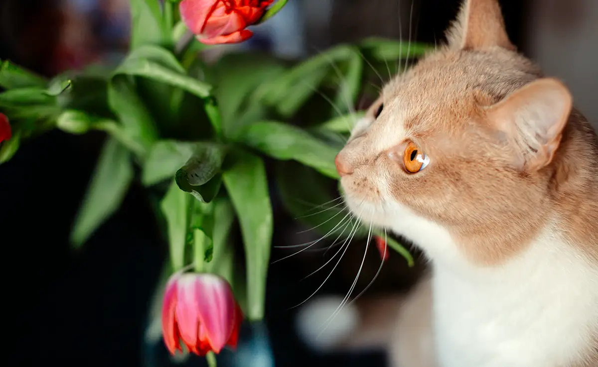 chat voit pas rouge 060735 1200 738