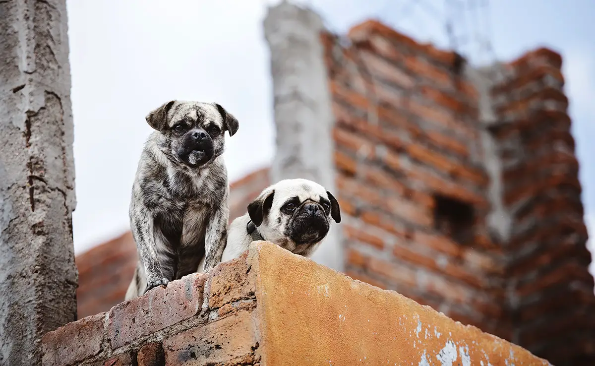 chien pays guerre 093559 1200 738