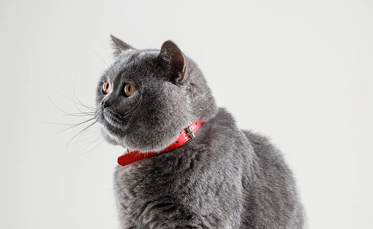 collier chat 142805 1200 738