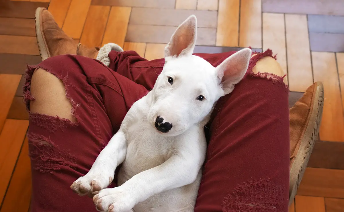 eduquer bull terrier 060123 1200 738