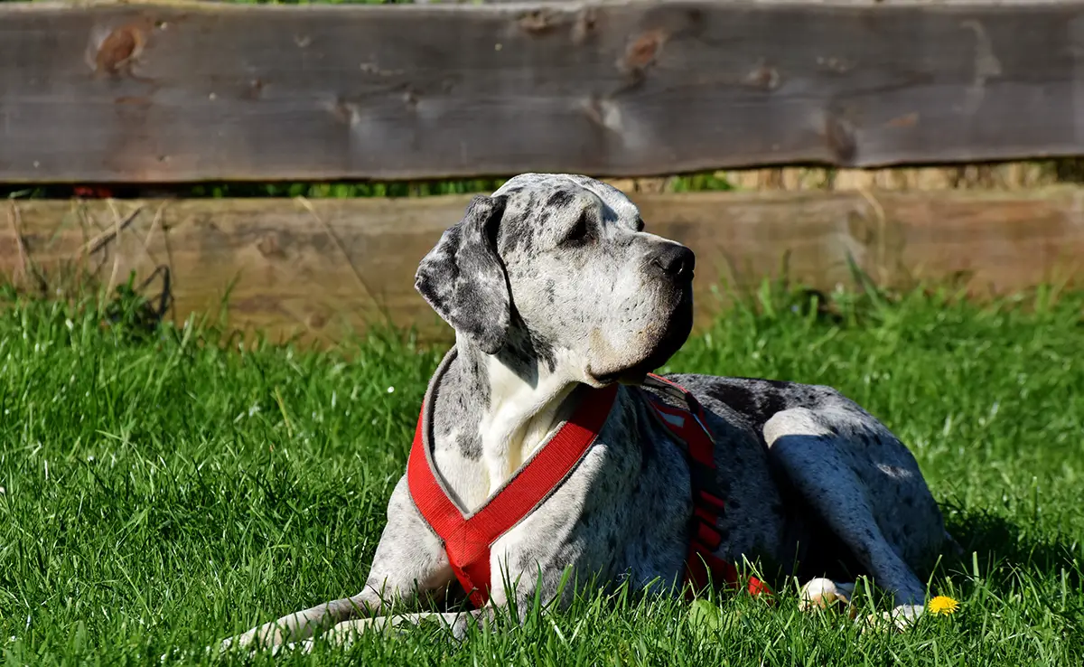gros chien enfants 070042 1200 738