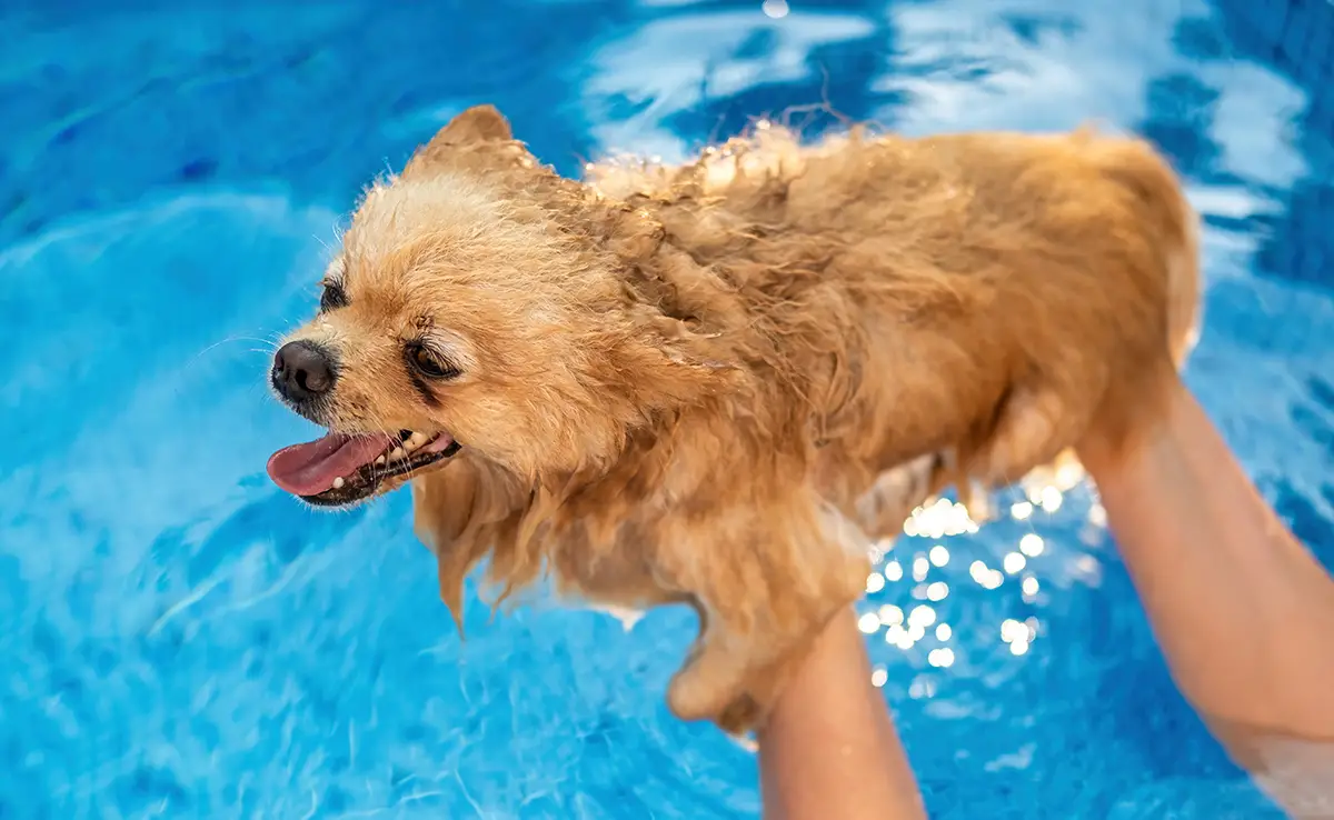 habituer chien eau 092144 1200 738