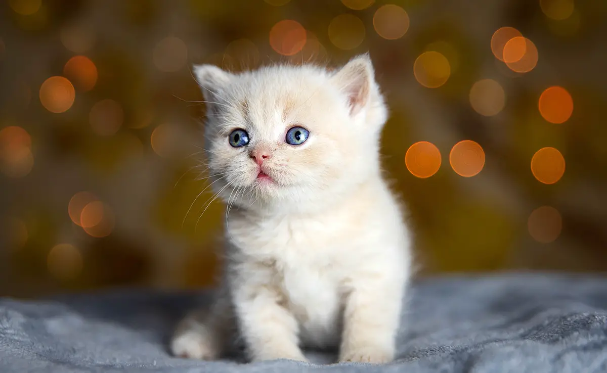 nom chat 152133 1200 738