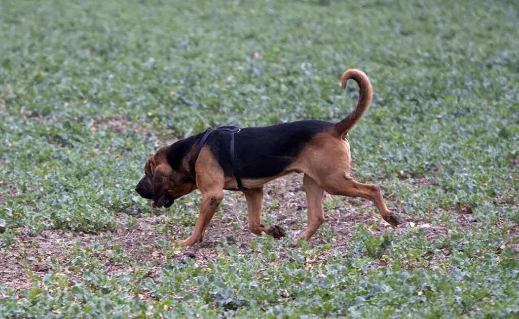 racien chien odorat 093222 1200 738