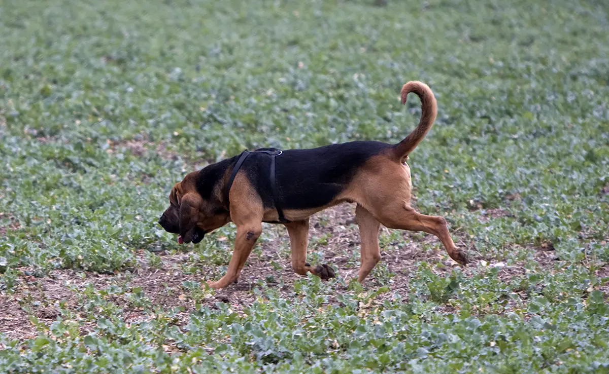 racien chien odorat 093222 1200 738