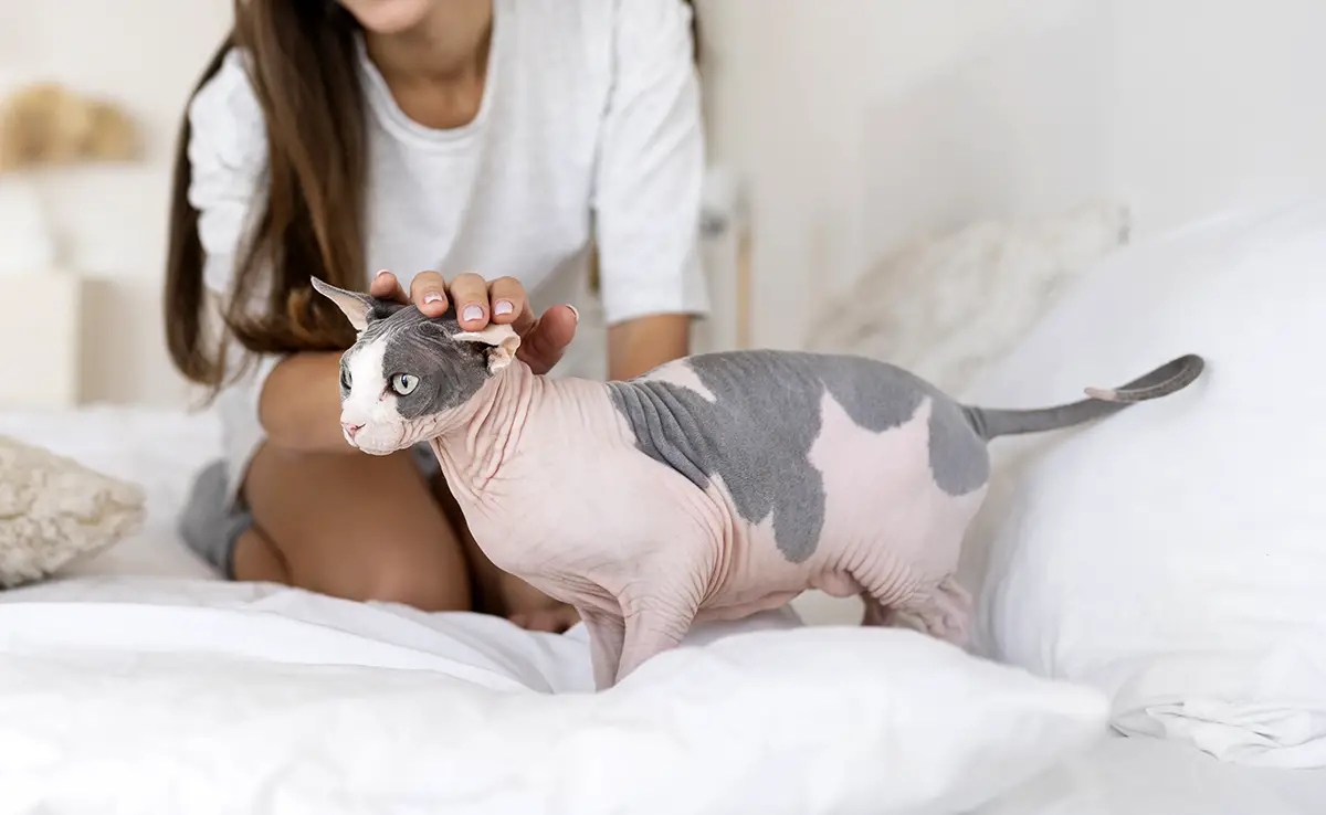 sphynx dehors 152444 1200 738