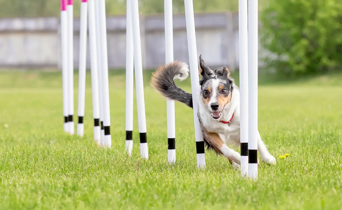 sport canin 062413 1200 738