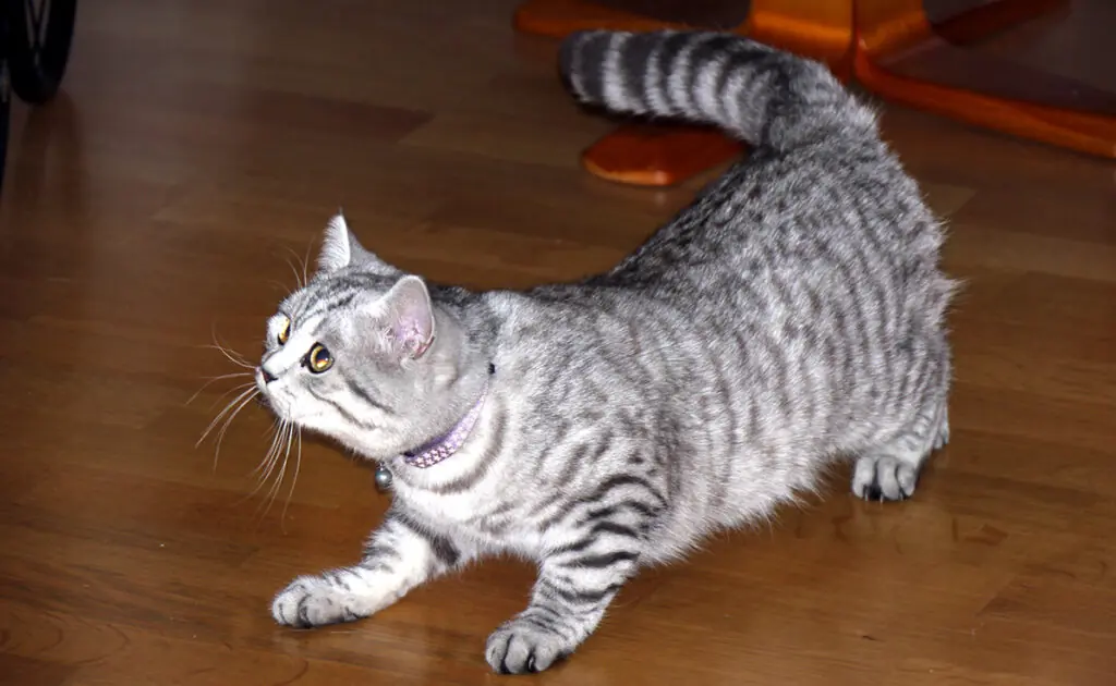 toiletter british shorthair 150815 1200 738