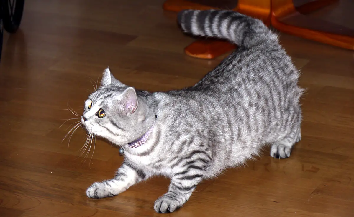 toiletter british shorthair 150815 1200 738