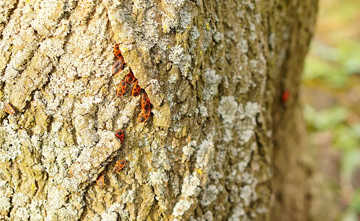 1757060109 insectes arbre 144654