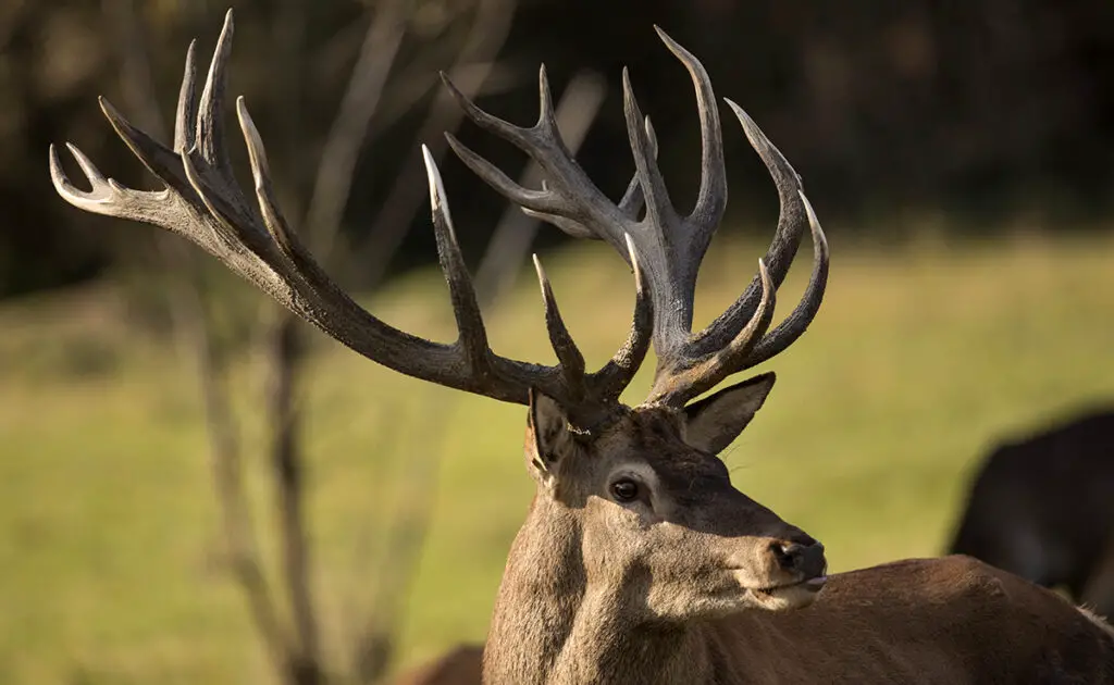 1758009011 bois cerf 053329