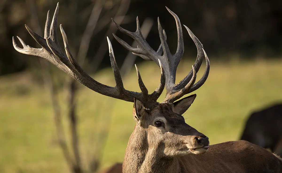1758009011 bois cerf 053329