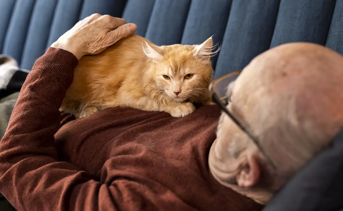 adopter chat senior 053502 1200 738