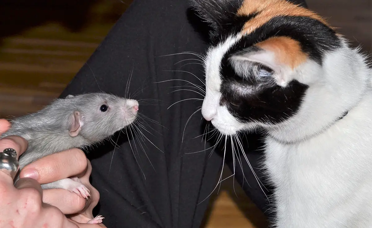 bon chat bon rat 152607 1200 738