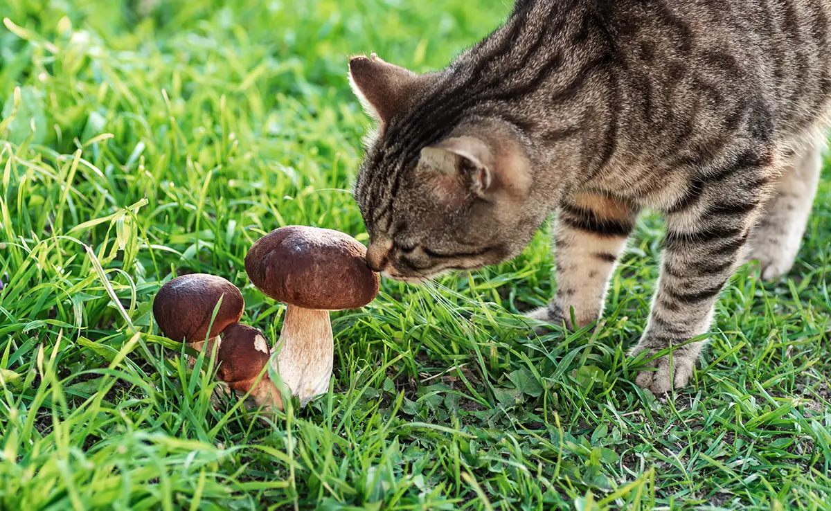 champignon chat 083451 1200 738