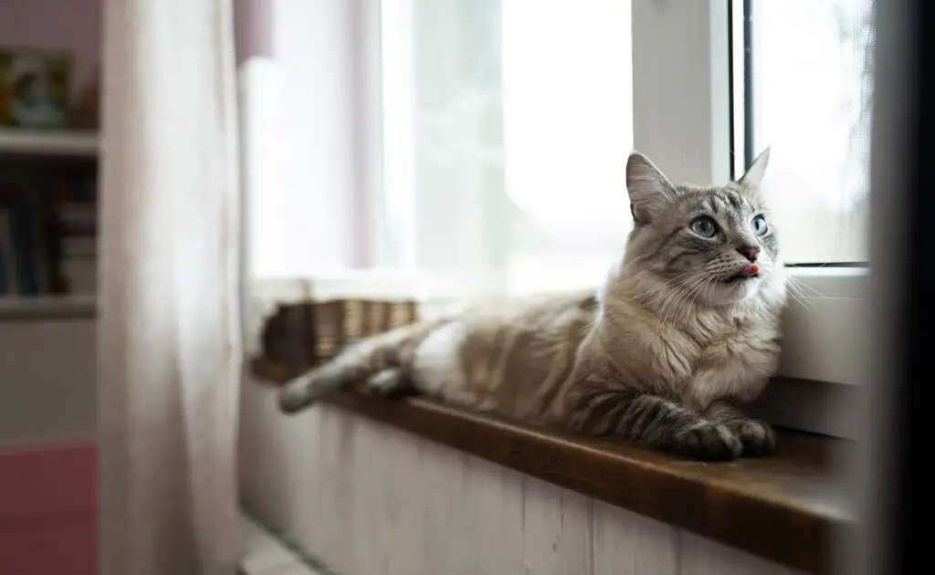 chat appartement puces 092521 1200 738