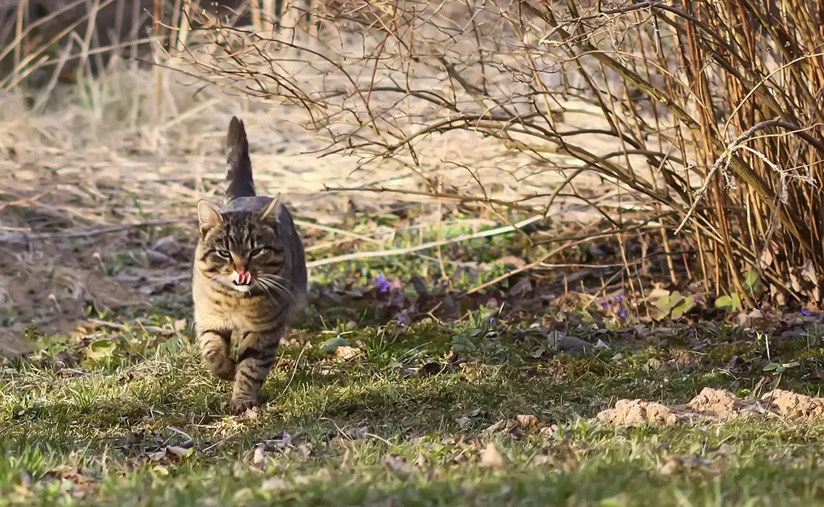 chat chasseur 153424 1200 738