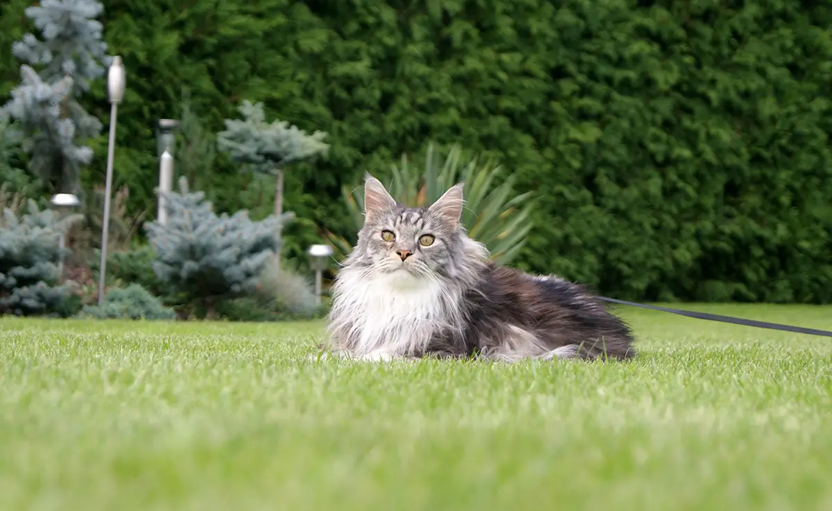 chat chien 141927 1200 738
