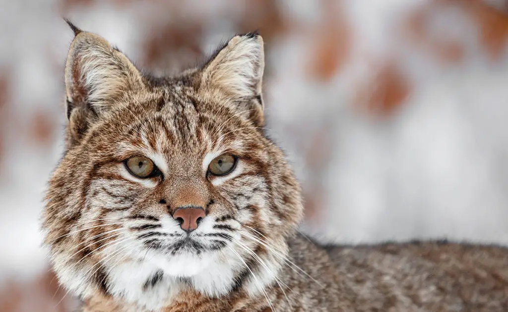 chat oreille lynx 100209 1200 738