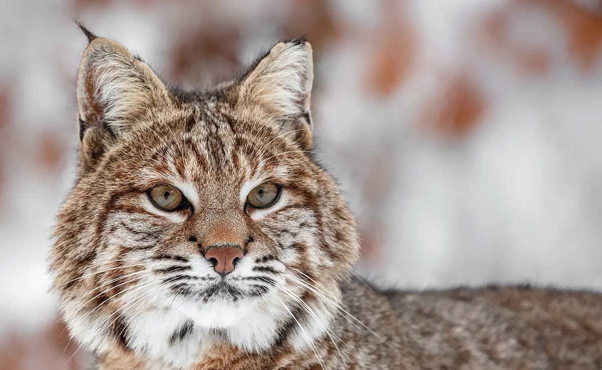 chat oreille lynx 100209 1200 738