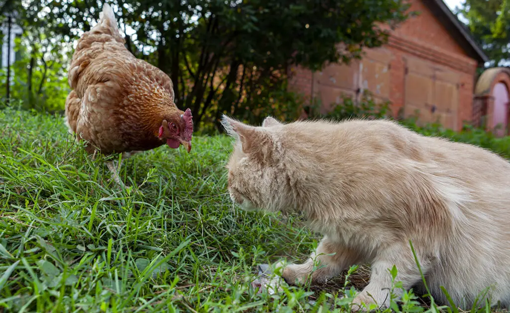 chat poule 084151 1200 738