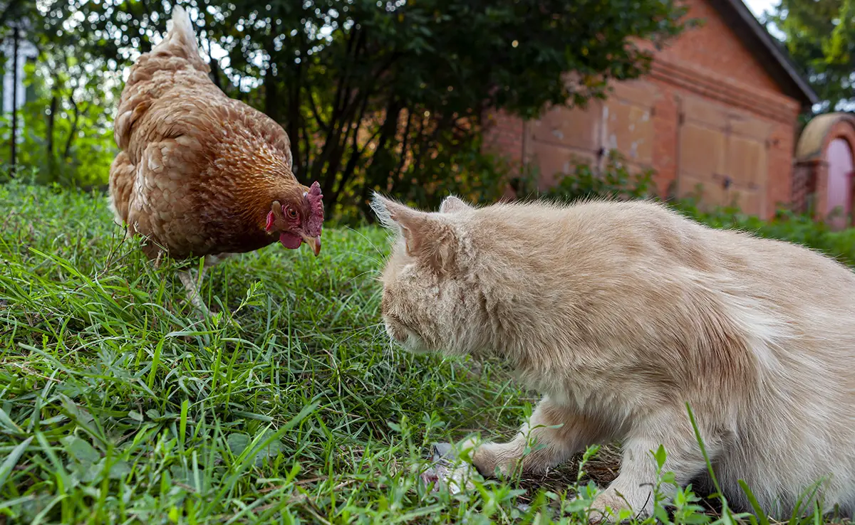 chat poule 084151 1200 738