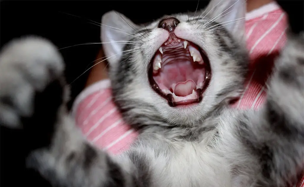 chaton fait dent 145202 1200 738