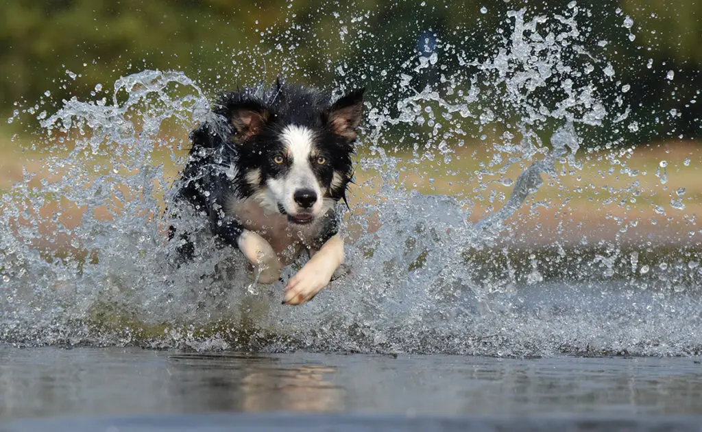chien hyperactif 085729 1200 738