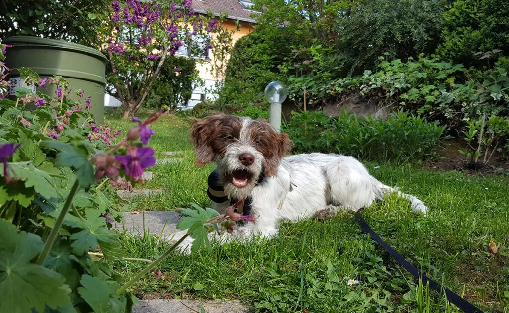 chien voisin 084612 1200 738