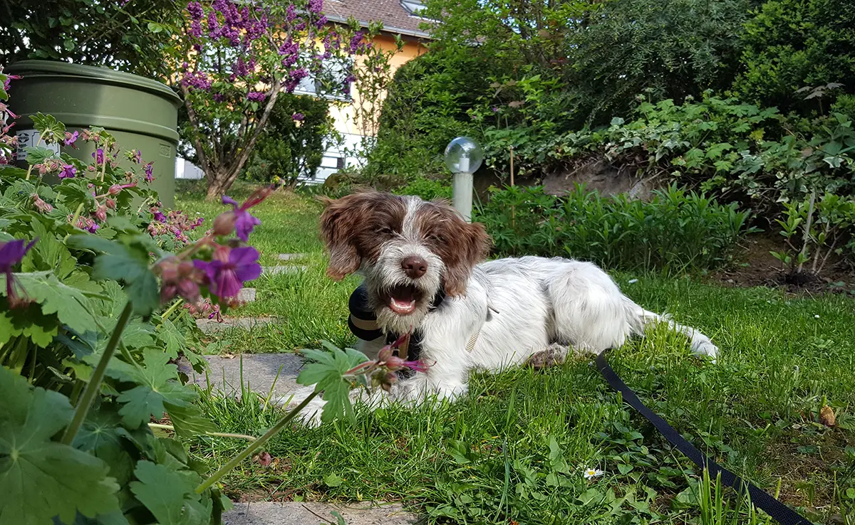 chien voisin 084612 1200 738