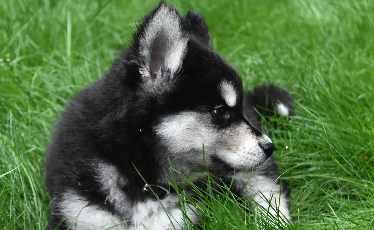 choisir chiot 151745 1200 738