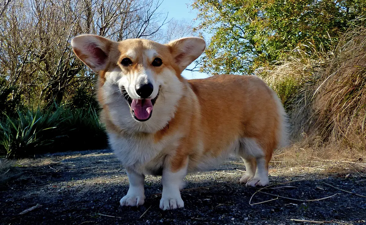 corgi 144456 1200 738
