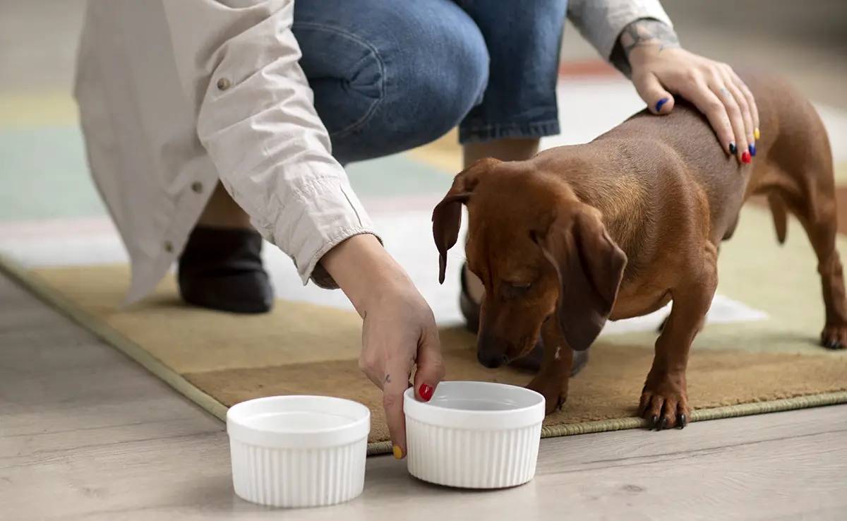 donner kefir chien 154435 1200 738
