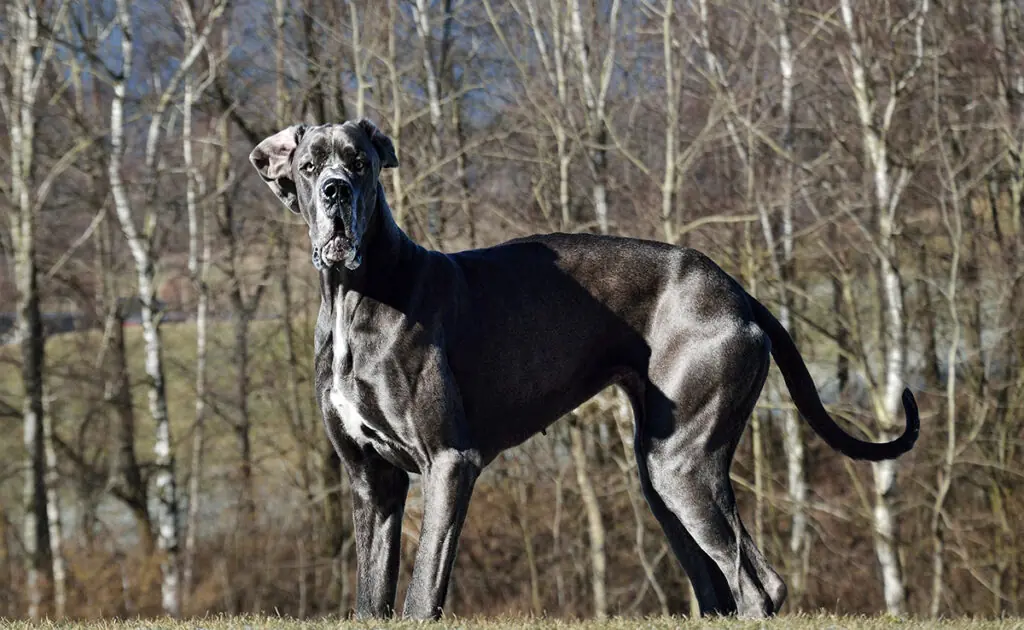 eduquer dogue allemand 143115 1200 738
